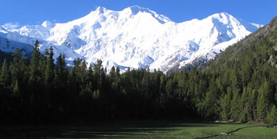 himalaya forest